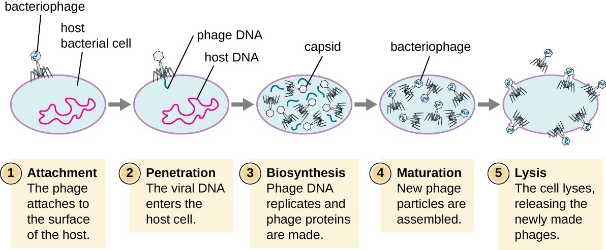 The Viral Life Cycle | Microbiology The Viral Life Cycle | Microbiology