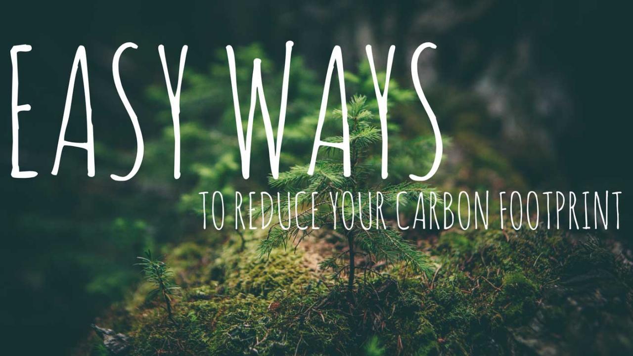 4 easy ways to reduce your carbon footprint